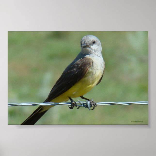 Póster B32 Kingbird (Frente)