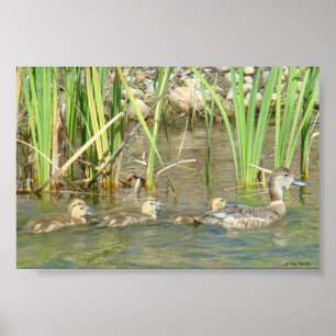 Póster B34 Madre Pata y Patitos