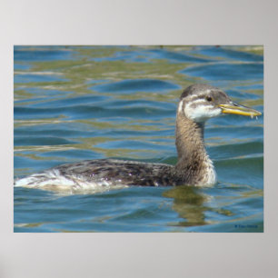 Póster B40 Grebe juvenil de cuello rojo
