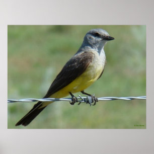 Póster B44 Western Kingbird