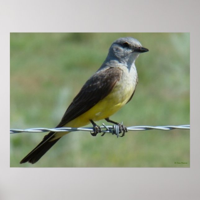 Póster B44 Western Kingbird (Frente)
