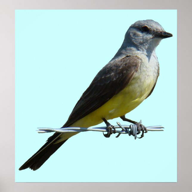 Póster B45 Western Kingbird (Frente)