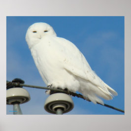 Póster B50 Snowy Owl