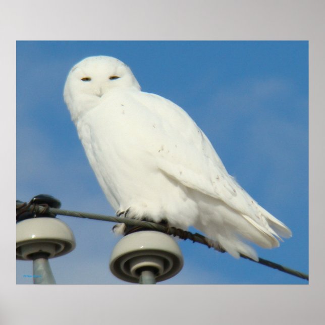 Póster B50 Snowy Owl (Frente)