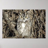 B51 Great Horned Owl