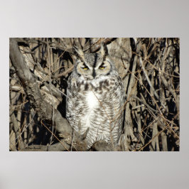 Póster B51 Great Horned Owl