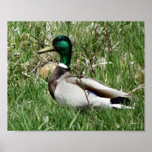 Póster B55 Pato mallard Drake Greenhead en la hierba