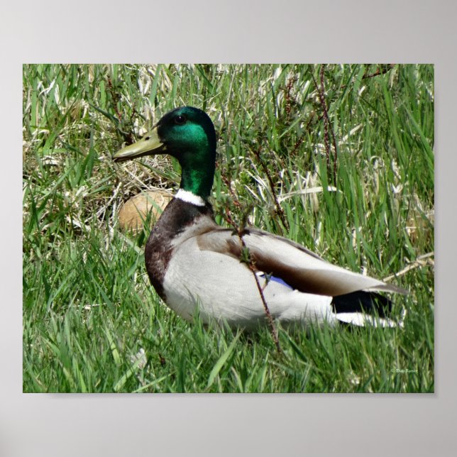 Póster B55 Pato mallard Drake Greenhead en la hierba (Frente)