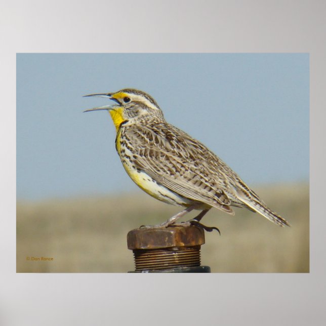 Póster B6 Western Meadowlark (Frente)