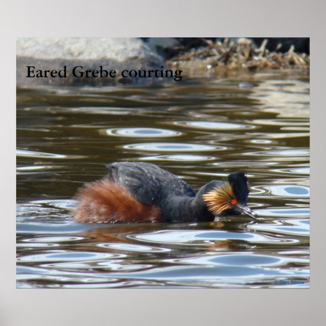 Póster B8 Eared Grebe Courting (Frente)