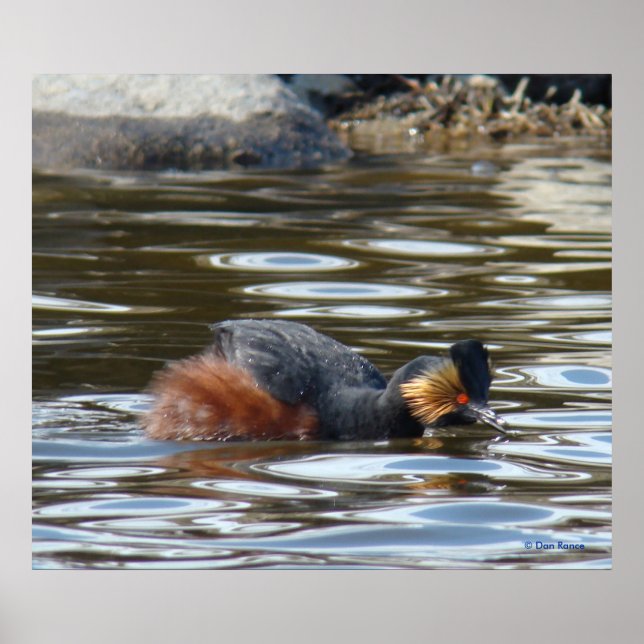 Póster B8 Eared Grebe Courting (Frente)