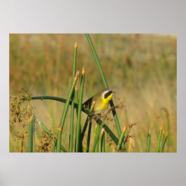 Póster B9 Frecuentes