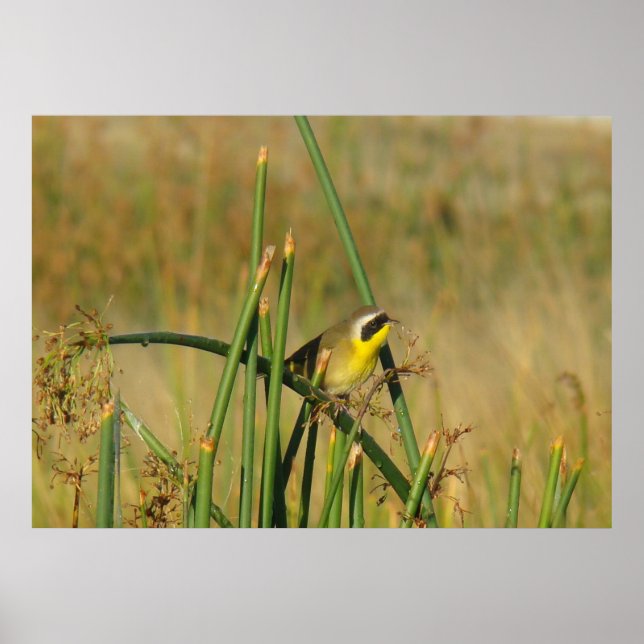 Póster B9 Frecuentes (Frente)