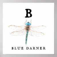 "B" Blue Darner