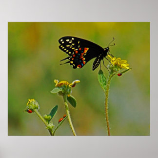 Póster B-Fly & the Ladybugs