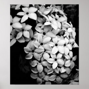 PÓSTER B&W