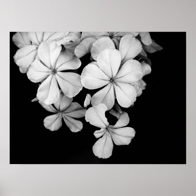 Póster b&w (Frente)