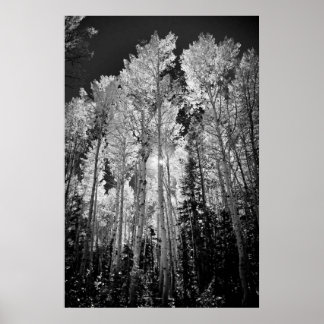 Póster B & W Aspen Trees