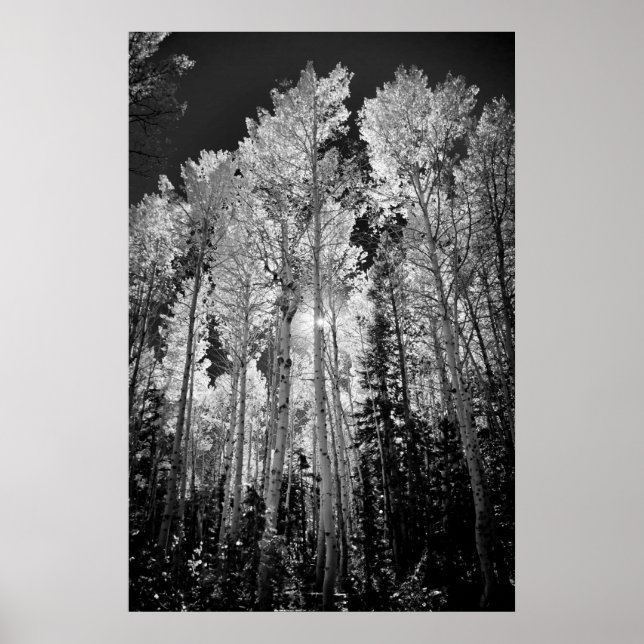 Póster B & W Aspen Trees (Frente)