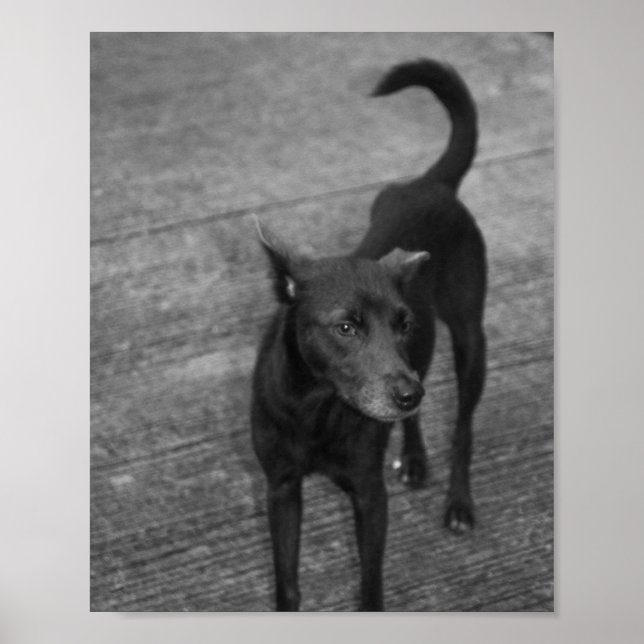 Póster B&W - Aspin (Frente)