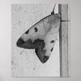 Póster B&W - Ophiusa tirhaca, el hueco verde