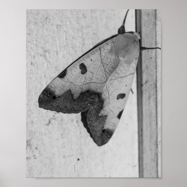 Póster B&W - Ophiusa tirhaca, el hueco verde (Frente)