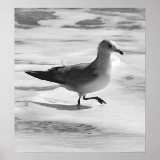 Póster B&W Seagull in Ocean Foam