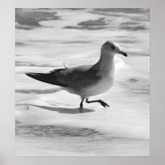 Póster B&W Seagull in Ocean Foam (Frente)