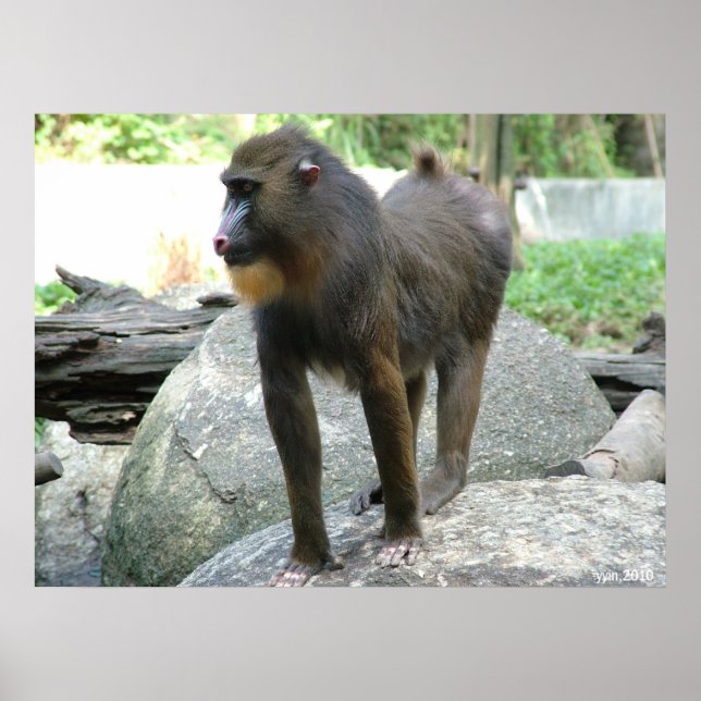 Póster Baboon (Frente)