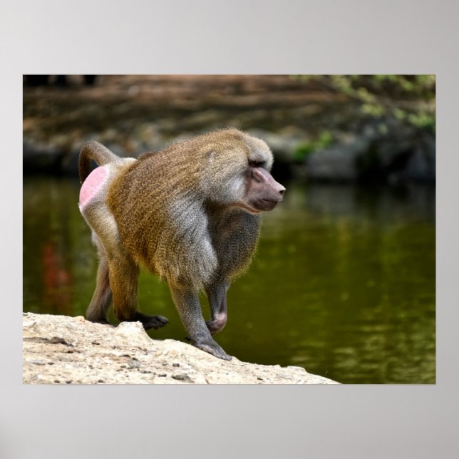 Póster Baboon de Hamadryas caminando en un poste de vacac (Frente)