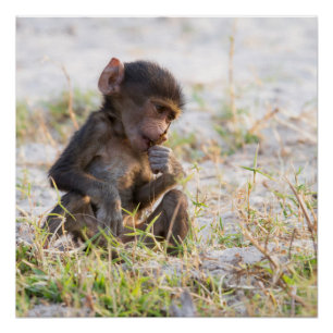 Póster Baboon joven