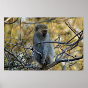 Póster Baboon negro