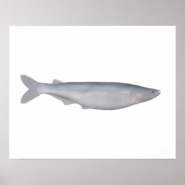 Póster Baboso (Frente)