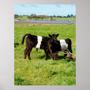 Póster Baby Belted Galloway Calves, Poster