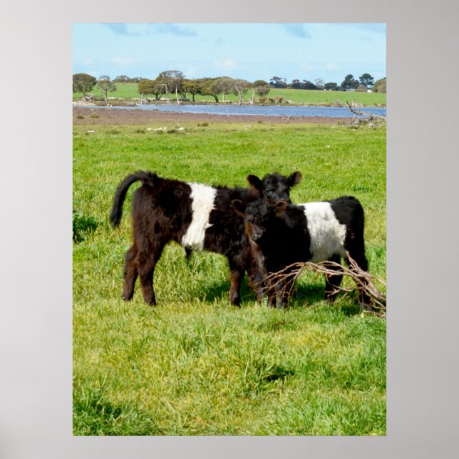 Póster Baby Belted Galloway Calves, Poster (Frente)
