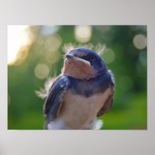 Póster Baby bird