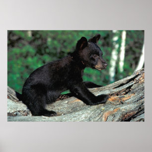 Póster Baby Black Bear