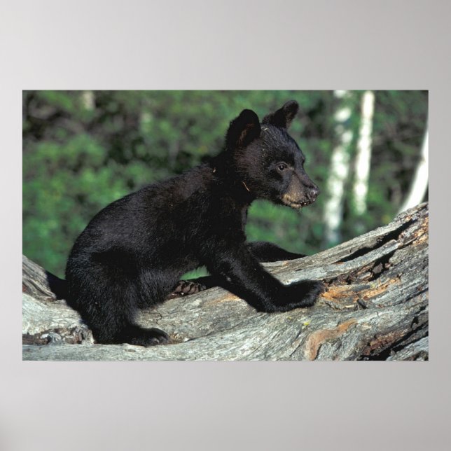 Póster Baby Black Bear (Frente)
