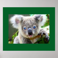 "Baby Blues" Koala