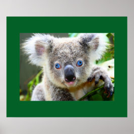 Póster "Baby Blues" Koala