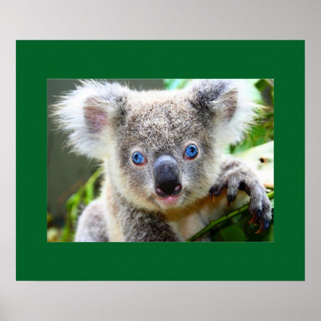 Póster "Baby Blues" Koala (Frente)