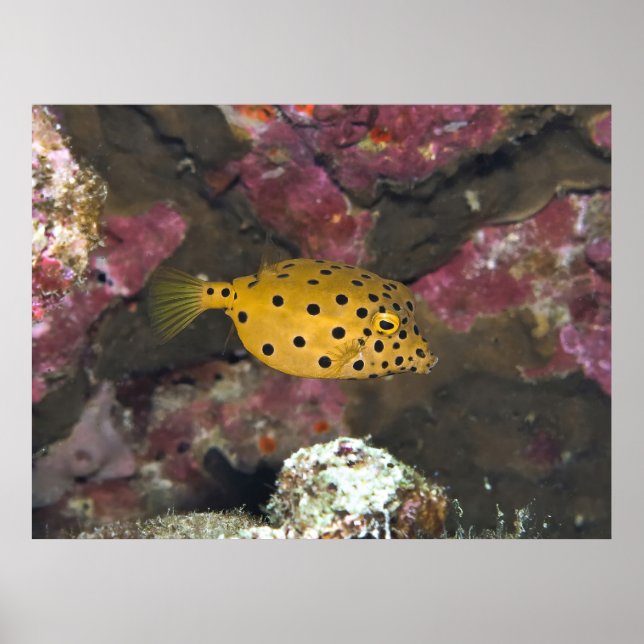 Póster Baby Boxfish (Frente)