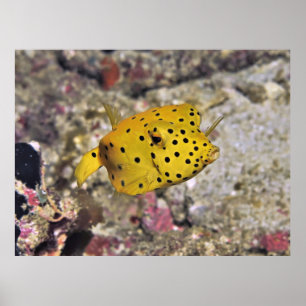 Póster Baby Boxfish