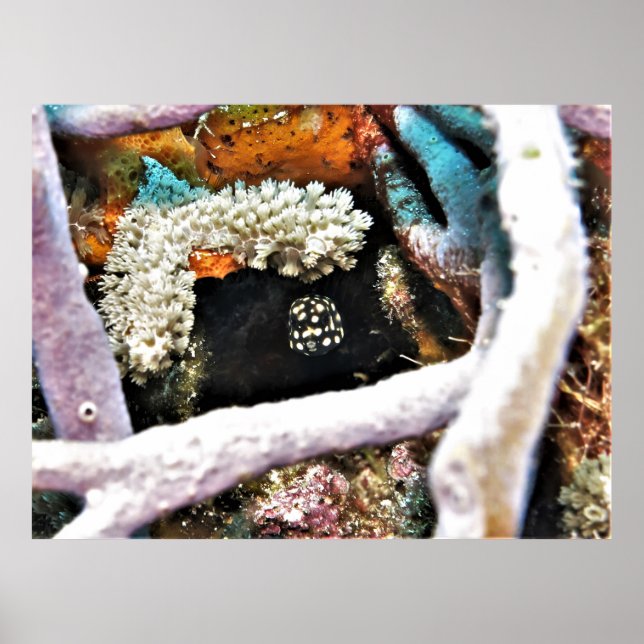 Póster Baby Boxfish (Frente)