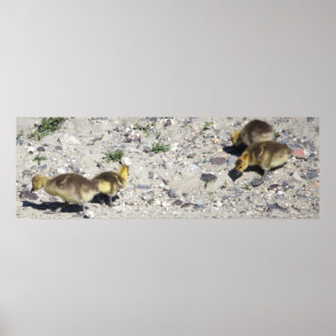Póster Baby Canada Geese Poster
