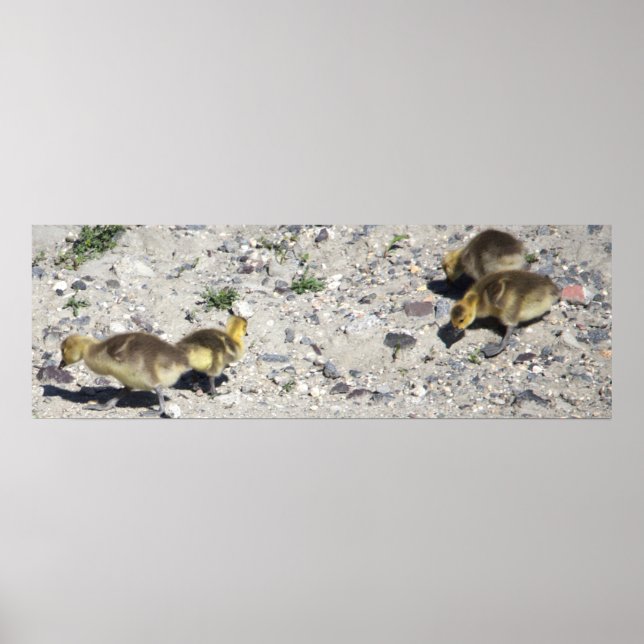 Póster Baby Canada Geese Poster (Frente)