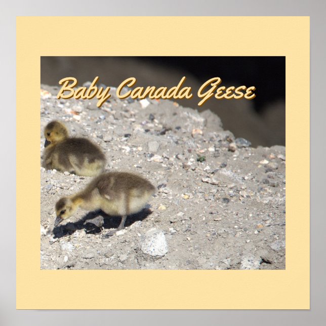 Póster Baby Canada Geese Poster (Frente)