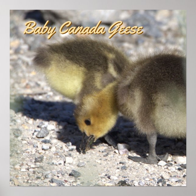 Póster Baby Canada Geese Poster (Frente)