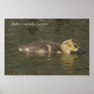Póster Baby Canada Goose Photo Poster