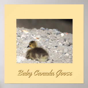 Póster Baby Canada Goose Poster